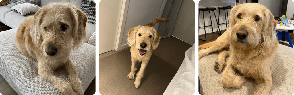 AI Pet Photos example